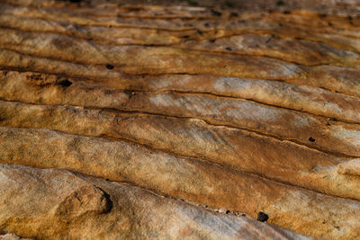 Full frame shot of dry leaf