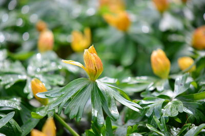 Close-up of flowering plant