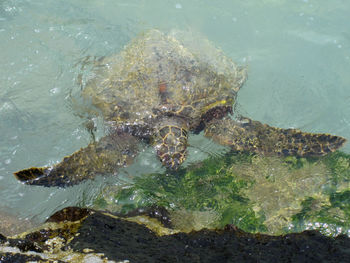 High angle view of fish swimming in sea