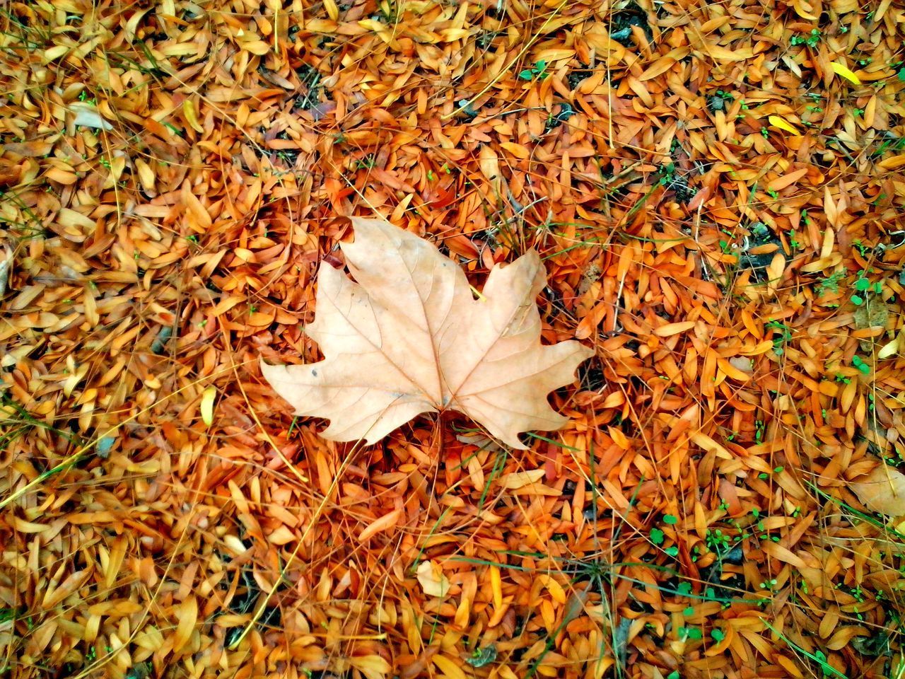 HIGH ANGLE VIEW OF DRY MAPLE LEAVES ON FALLEN TREE