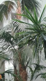 Close-up of palm tree in greenhouse