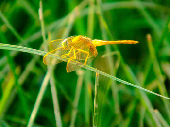 Close-up of insect on plant