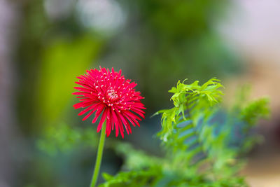 Close-up of red flowering plant