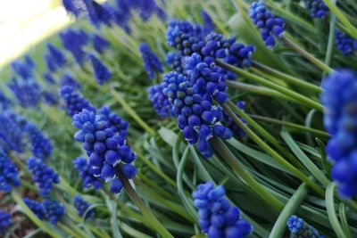 Close-up of purple flowering plants