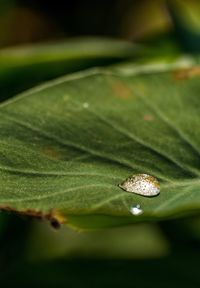 Close-up of wet plant leaves