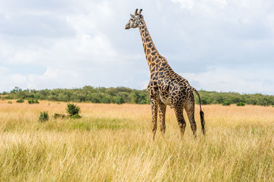 Giraffe standing on field against sky