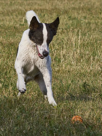 Dog running on grassy field