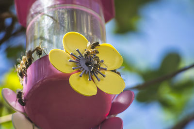 Close-up of insect on yellow flower