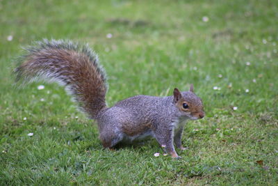 Close-up of squirrel on grass