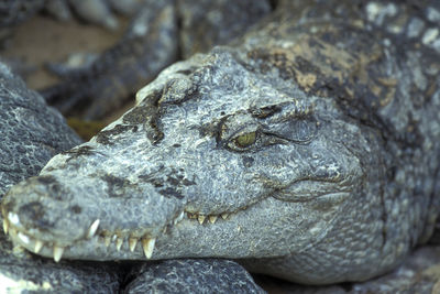 Close-up of lizard on rock