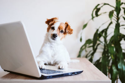 Portrait of a dog sitting on table