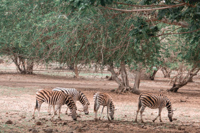 Zebras in a field