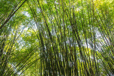 Low angle view of bamboo trees in forest