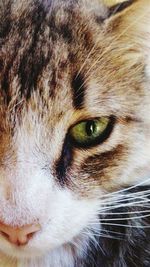 Close-up portrait of cat