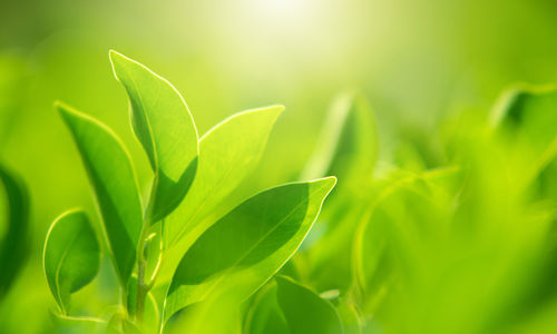 Close-up of fresh green leaves