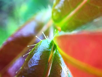 Close-up of insect on leaf