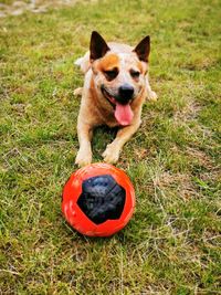 Australian cattle dog with football on the green meadow