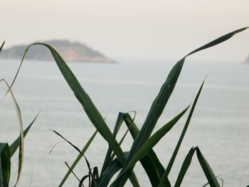 Close-up of plant against sea