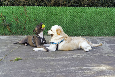 Full length of a dog sitting on footpath