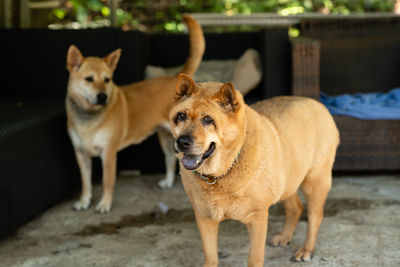 Portrait of dogs standing outdoors