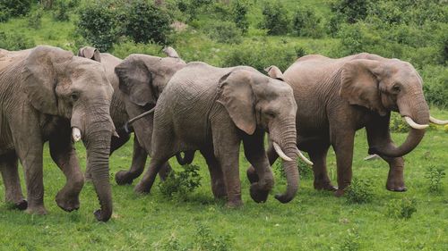 Elephant in a field