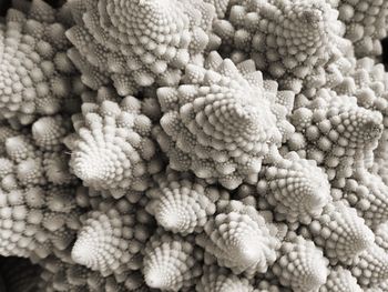 Close-up of romanesco broccoli