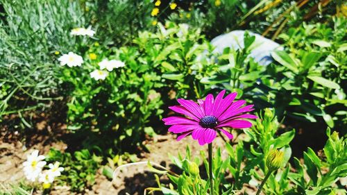 Close-up of pink flowering plant