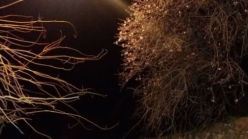 Close-up of illuminated tree against sky at night