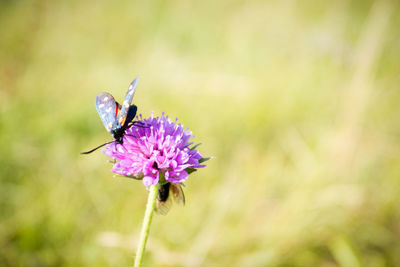 Close-up of butterfly pollinating on flower