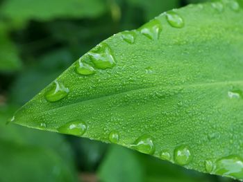 Close-up of raindrops on leaves
