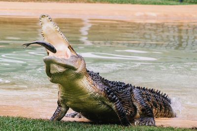 Crocodile at lakeshore