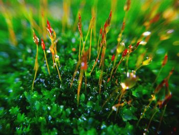 Close-up of wet plants