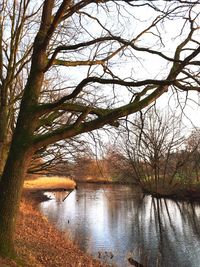 Bare tree by lake against sky