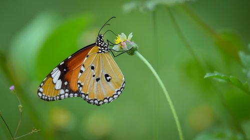 Close-up of butterfly pollinating on flower