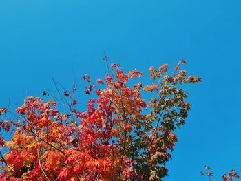 Low angle view of autumn tree against clear blue sky