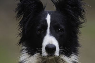 Close-up portrait of dog