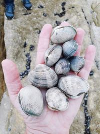 High angle view of person holding shells