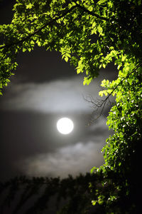 Low angle view of silhouette tree against sky at night