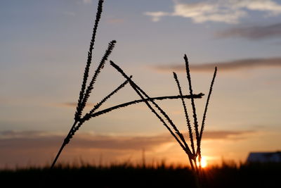 Low angle view of silhouette plants against sky during sunset