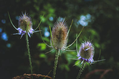 Close-up of thistles