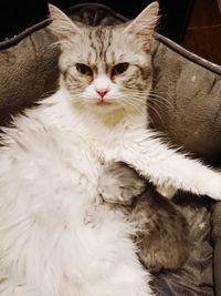 Close-up portrait of a cat