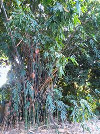 Low angle view of trees in forest