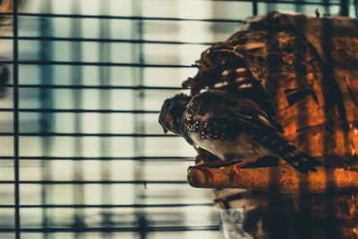 Close-up of bird perching in cage