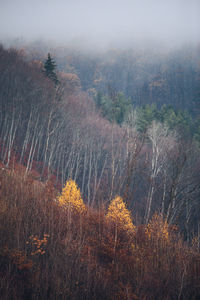 Trees in forest against sky