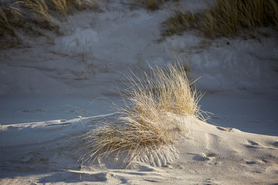 Close-up of snow on land