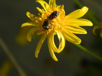 Close-up of honey bee pollinating on yellow flower