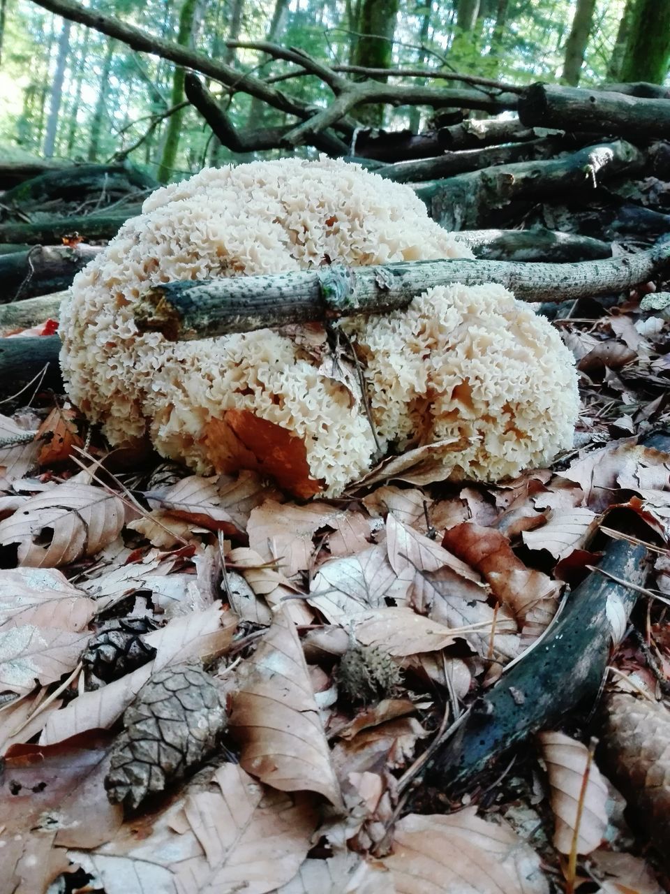 CLOSE-UP OF MUSHROOMS ON FIELD