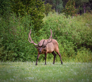 Deer standing in a forest