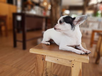 White chihuahua dog sitting on wooden chair.