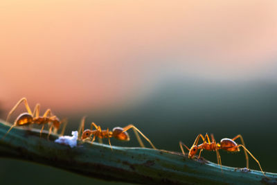 Close-up of insect against sky at sunset
